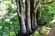 Al Monte Zucco (1232 m) da S. Antonio Abbandonato il 21 agosto 2018  - FOTOGALLERY